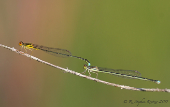 Enallagma sulcatum, tandem pair